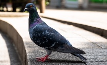 Rock Dove